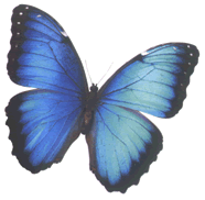 ButterflyImage