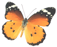 ButterflyImage